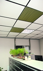Bamboo Ceiling